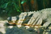 Loro Parque alligaattori